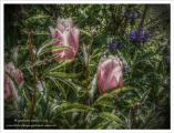 untitled_pregamma_1_mantiuk06_contrast_mapping_0.27_saturation_factor_1.53_detail_factor_28.jpg